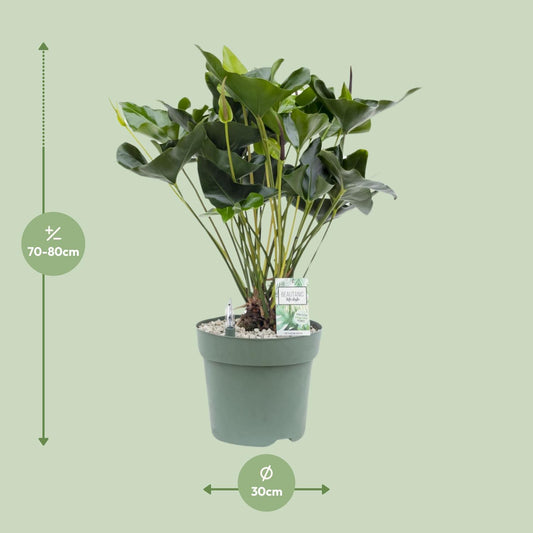 Anthurium Arrow – Pflegeleichte, luftreinigende Zimmerpflanze Ø30cm