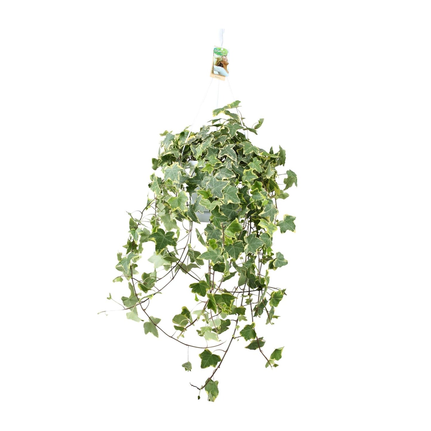 Efeu 'Gold Child' XXL – Pflegeleichte Hängepflanze Ø24cm
