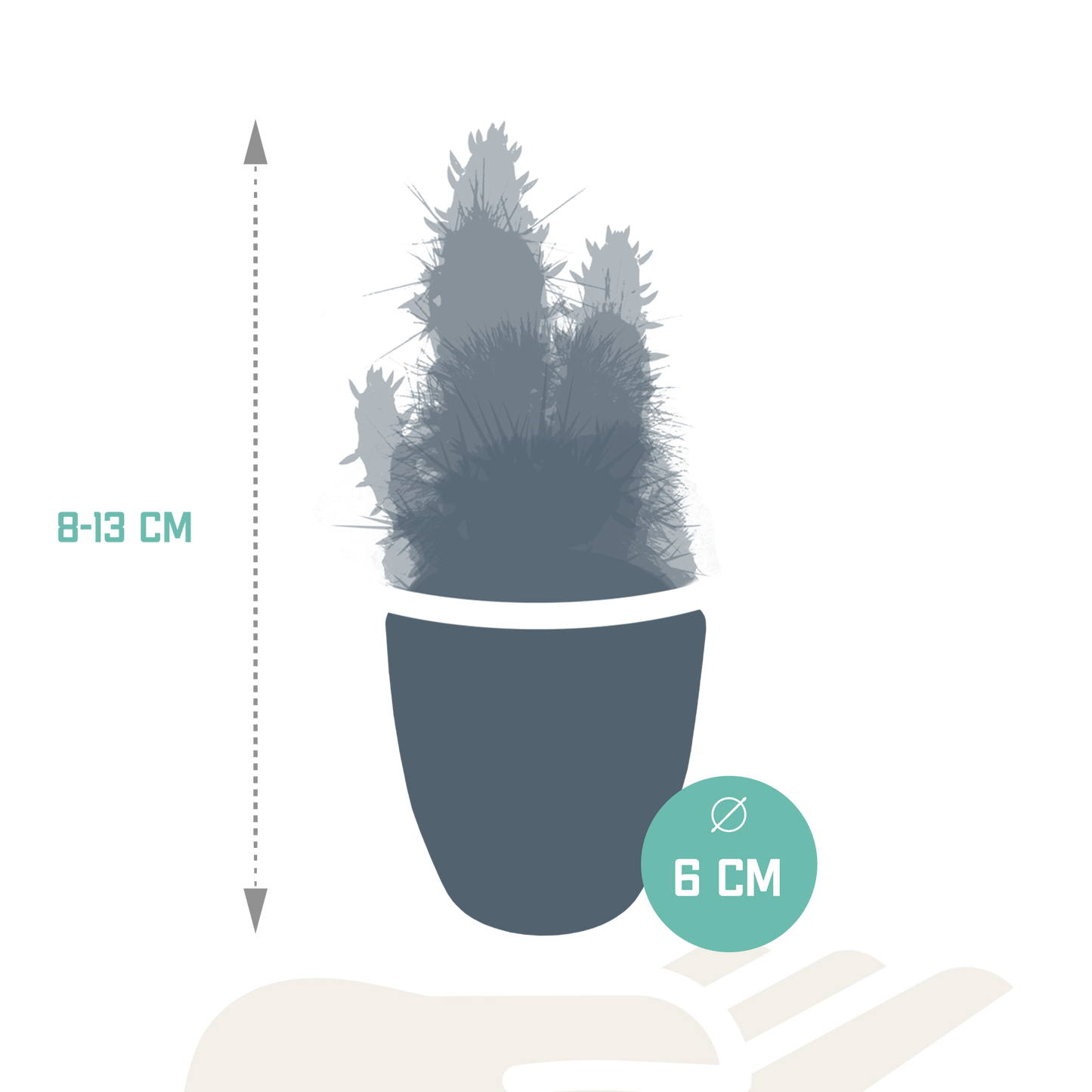 Kakteenmischung 5x im weißen Topf 5,5 cm – pflegeleicht & robust