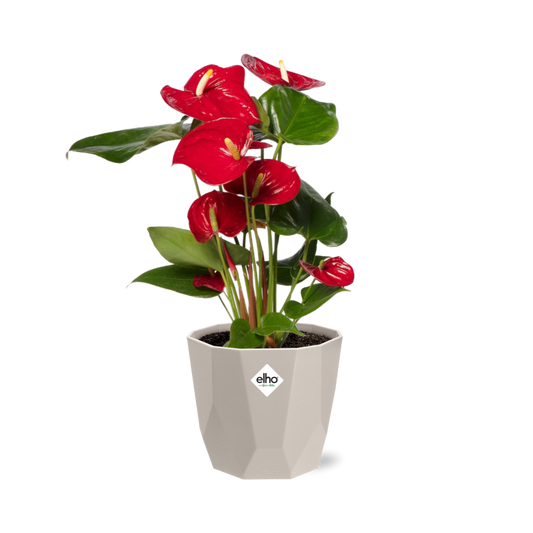 Anthurium Red 12 cm in ELHO b.for rock 14 cm warm grey