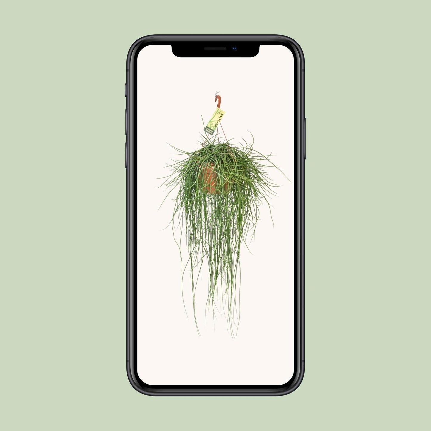 Rhipsalis Floccosa – Pflegeleichte Hängepflanze Ø21cm