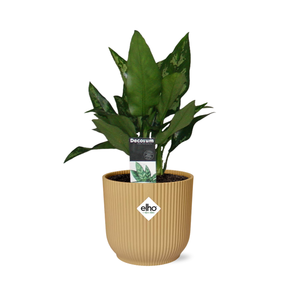 Aglaonema Maria in ELHO Vibes Fold 14cm gelb – Luftreinigende Zimmerpflanze