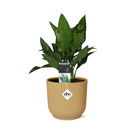 Aglaonema Maria in ELHO Vibes Fold 14cm gelb – Luftreinigende Zimmerpflanze