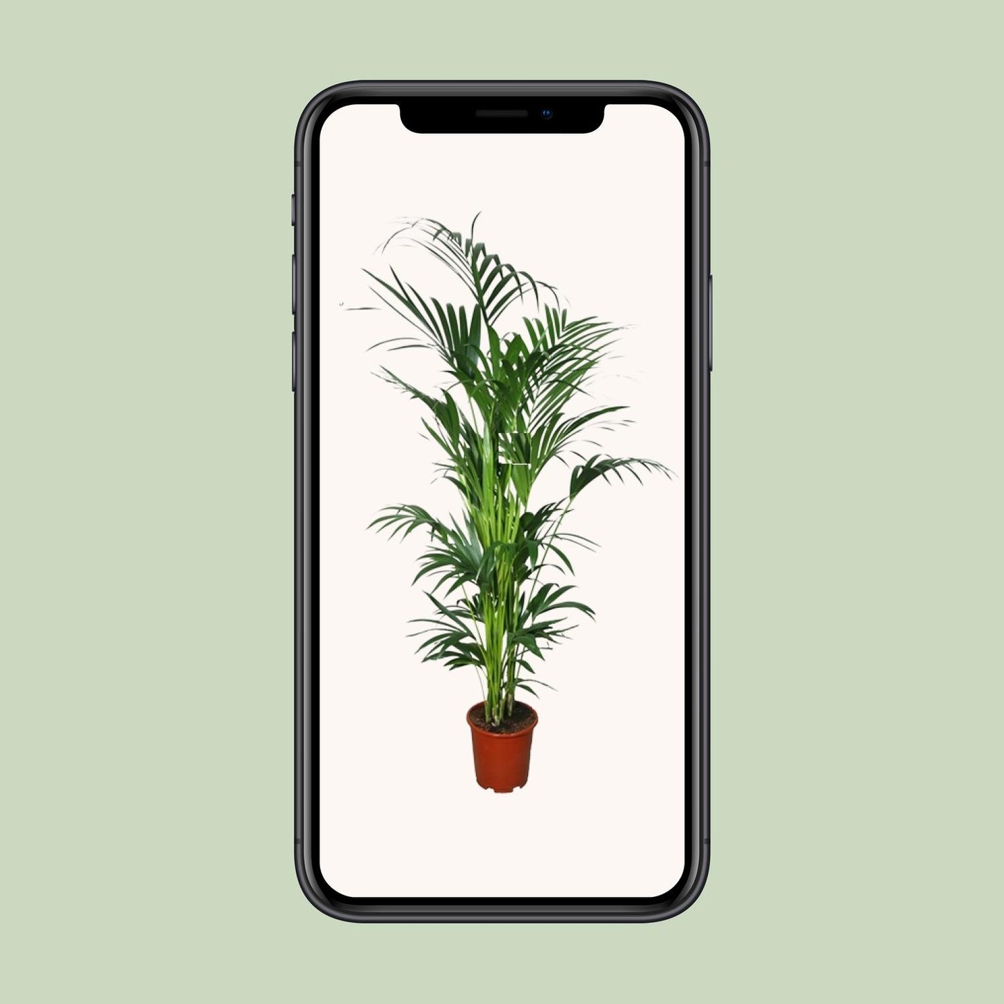 Kentia Palme – 200 cm hohe pflegeleichte Zimmerpflanze