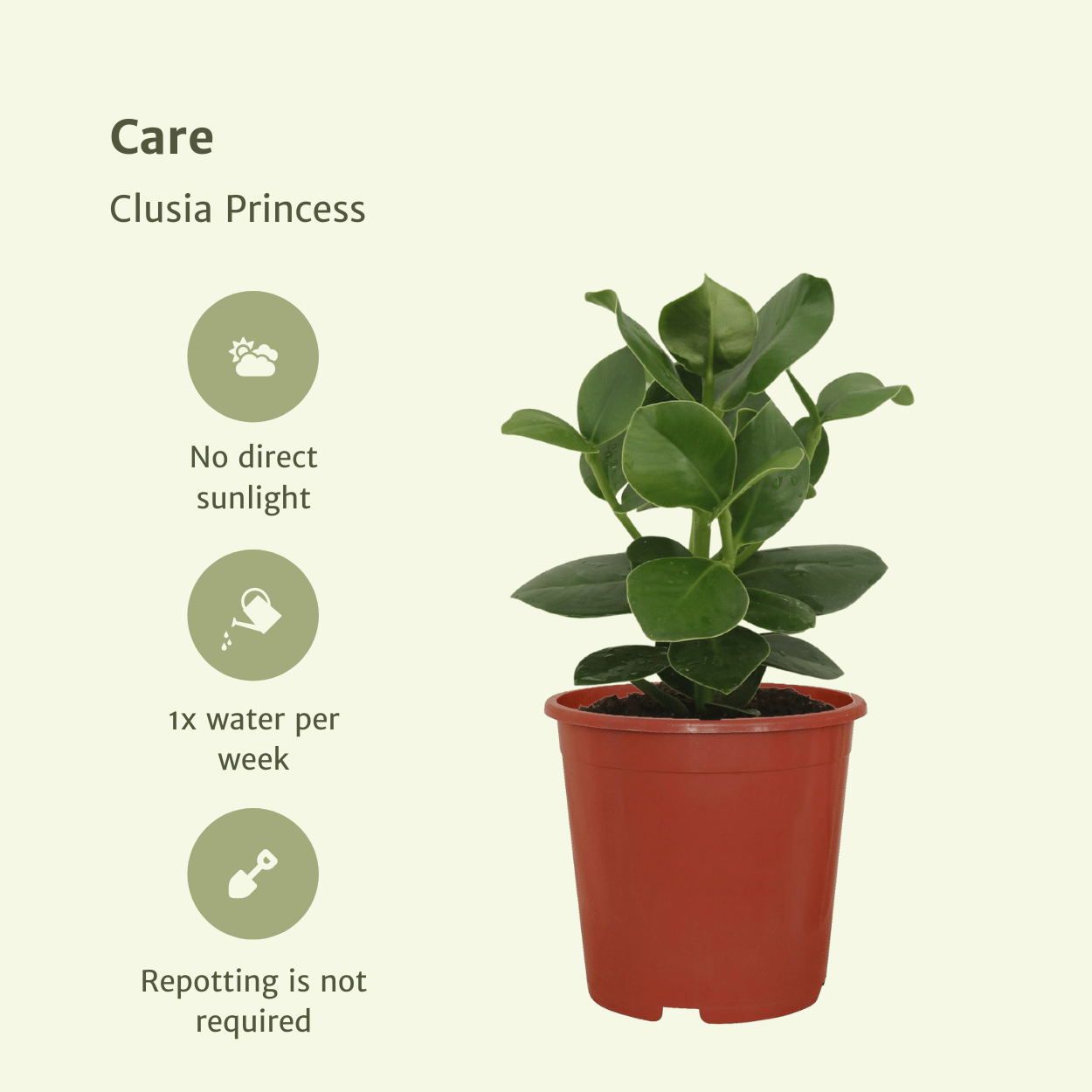 Clusia Princess Zimmerpflanze – 2er Set, Ø12cm, ca. 15cm hoch