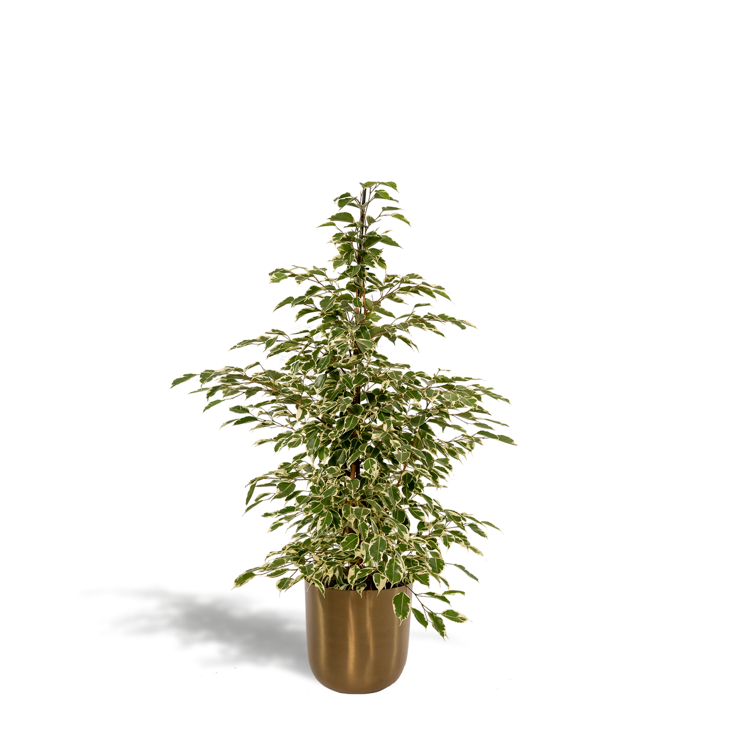 Ficus benjamina Twilight – Elegante & pflegeleichte Zimmerpflanze Ø21cm
