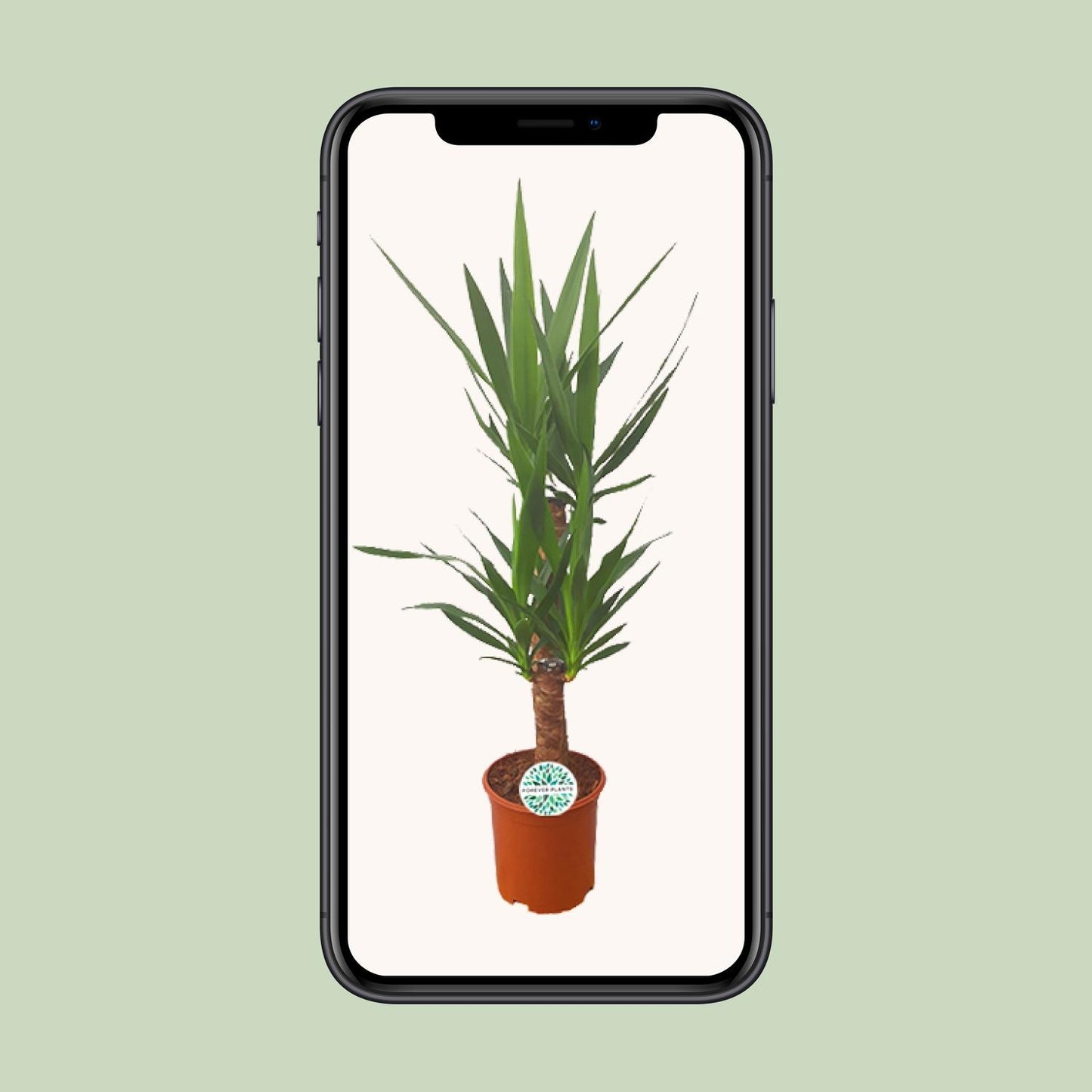 Yucca - Pflegeleichte Zimmerpflanze Ø21cm, ca. 90cm hoch