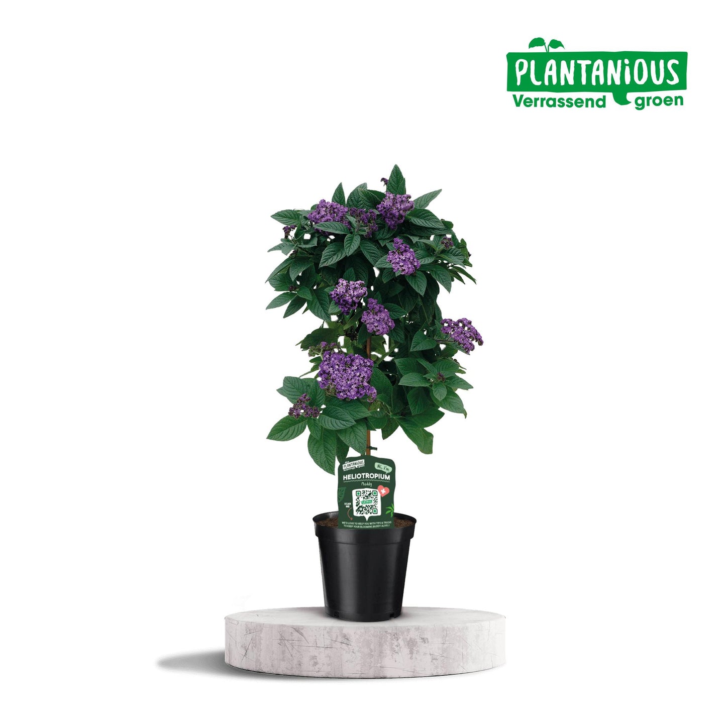 Heliotropium – Pflegeleichte, duftende Zimmerpflanze Ø19cm