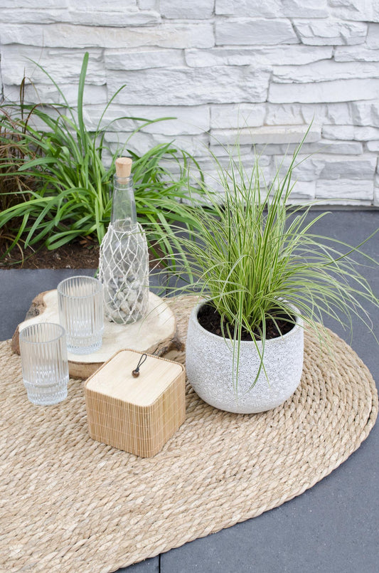 5er-Set Carex Mix – Pflegeleichte Ziergräser Ø14cm