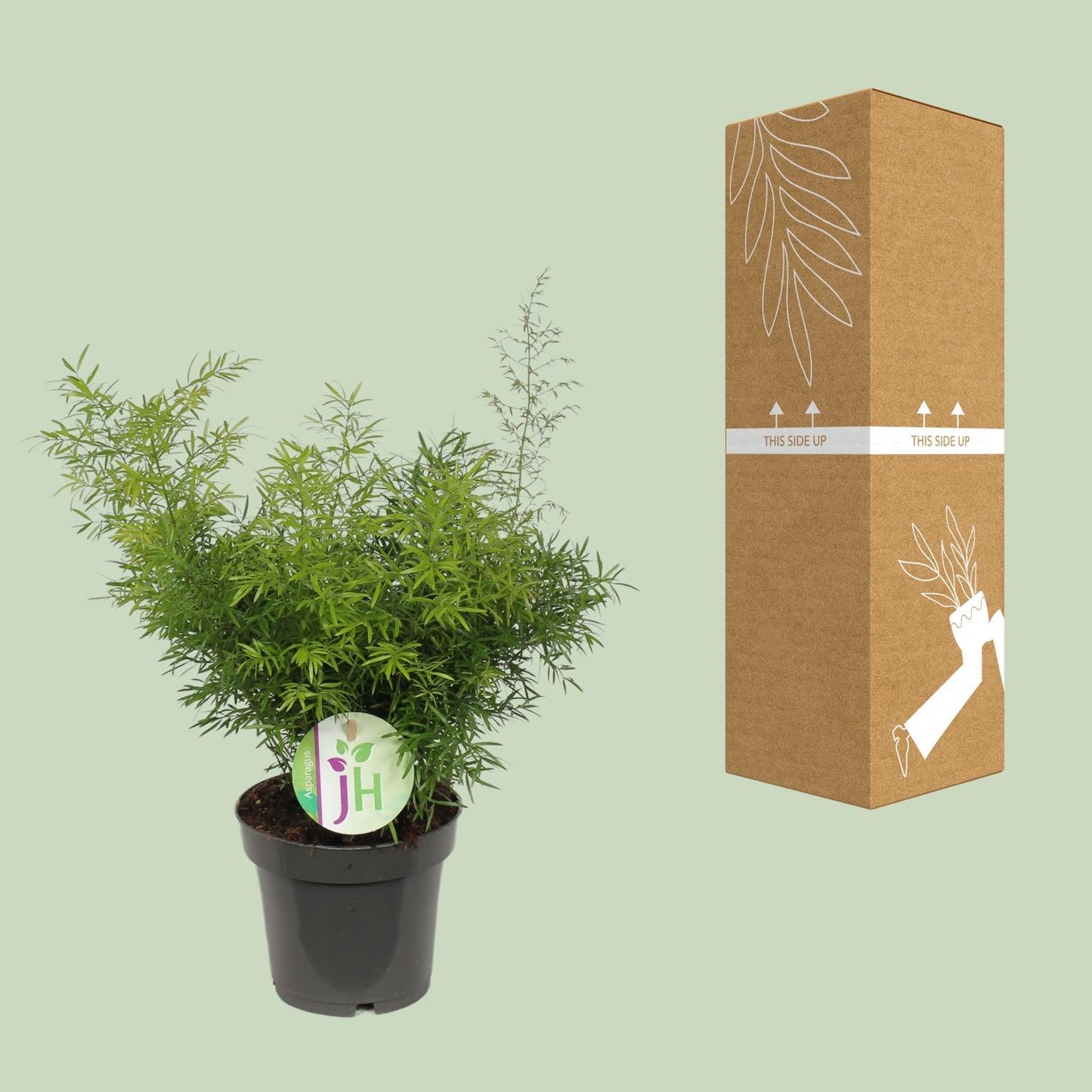 Asparagus Cwebe – Pflegeleichter Spargelfarn Ø12 cm