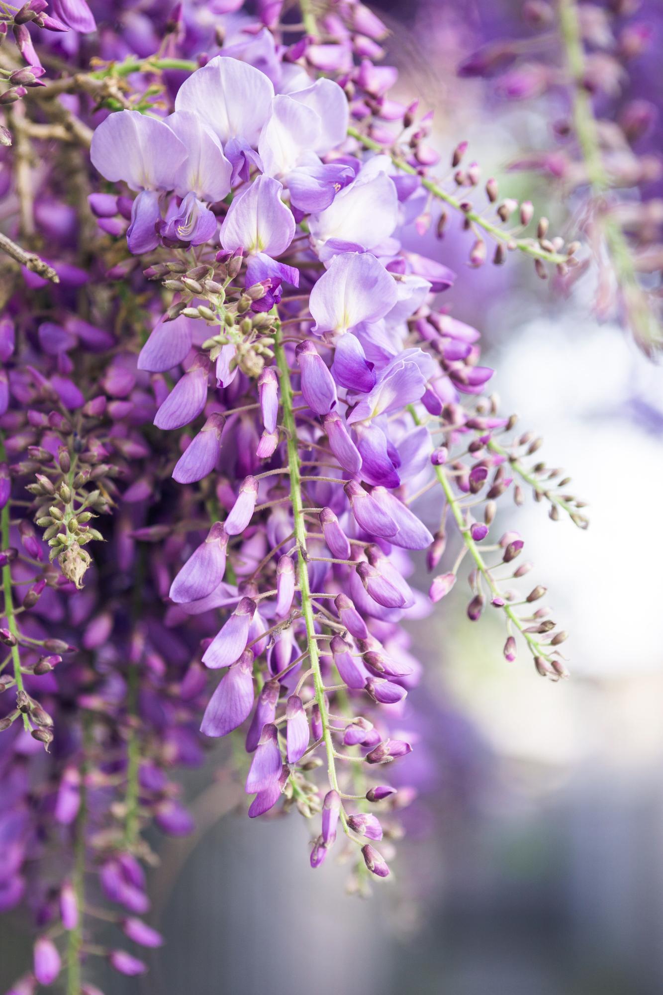 2x Wisteria floribunda 'Naga Noda' – Blauer Regen, Ø15cm, 65cm hoch