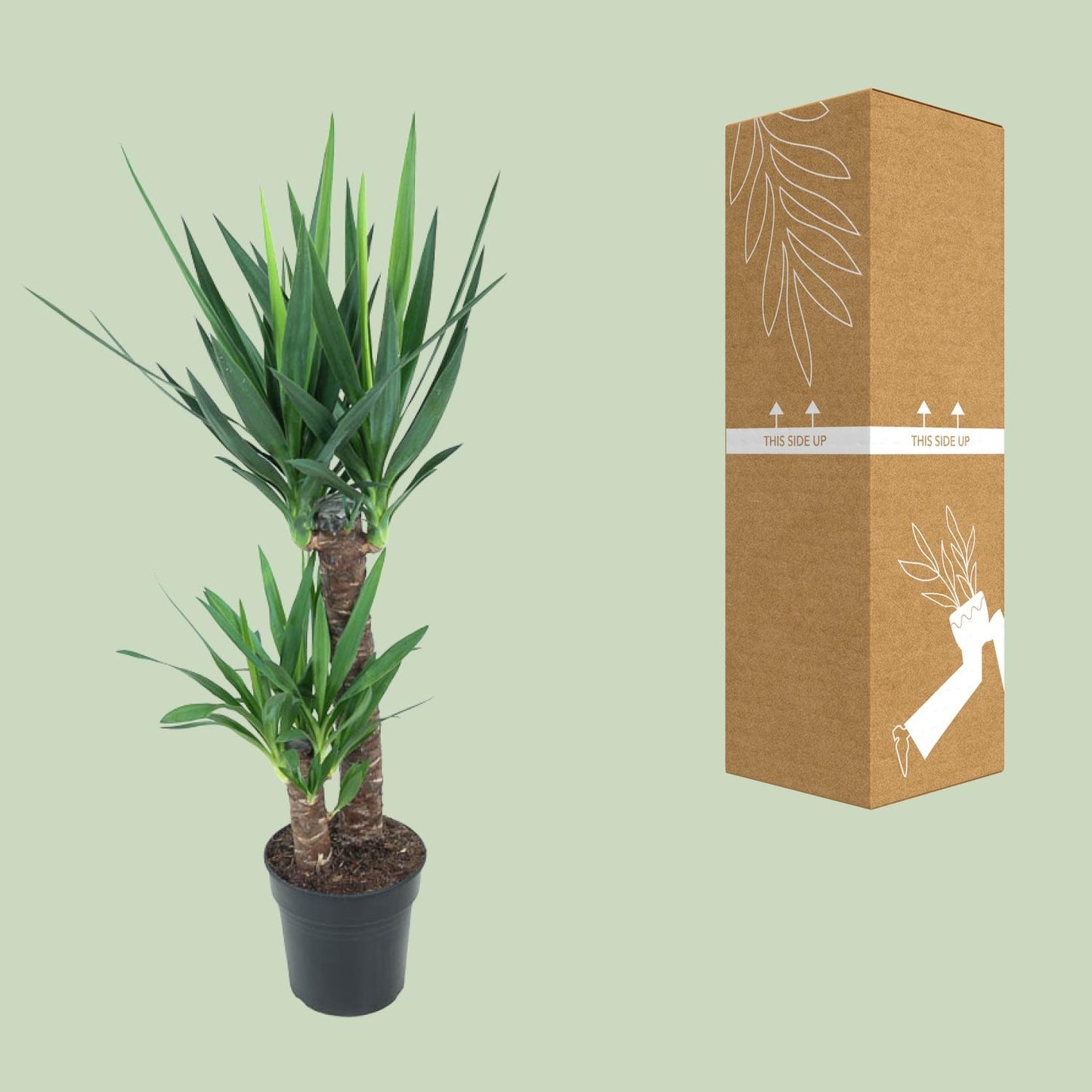 Yucca Elephantipes – Stilvolle, pflegeleichte Zimmerpflanze Ø21cm