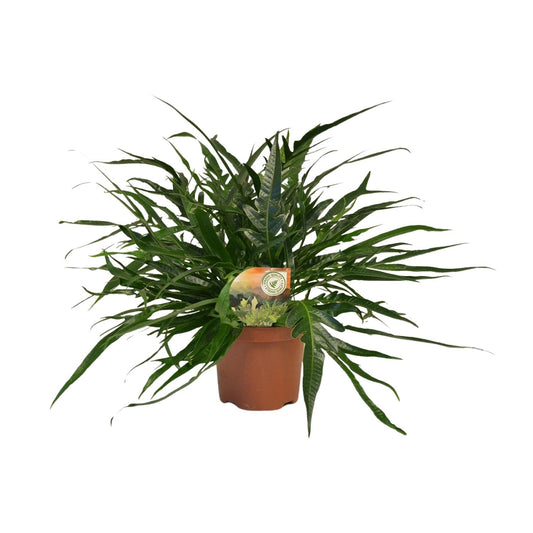 Aglaomorpha Coronans Jim – Eleganter Santa Rosa Farn Ø19cm
