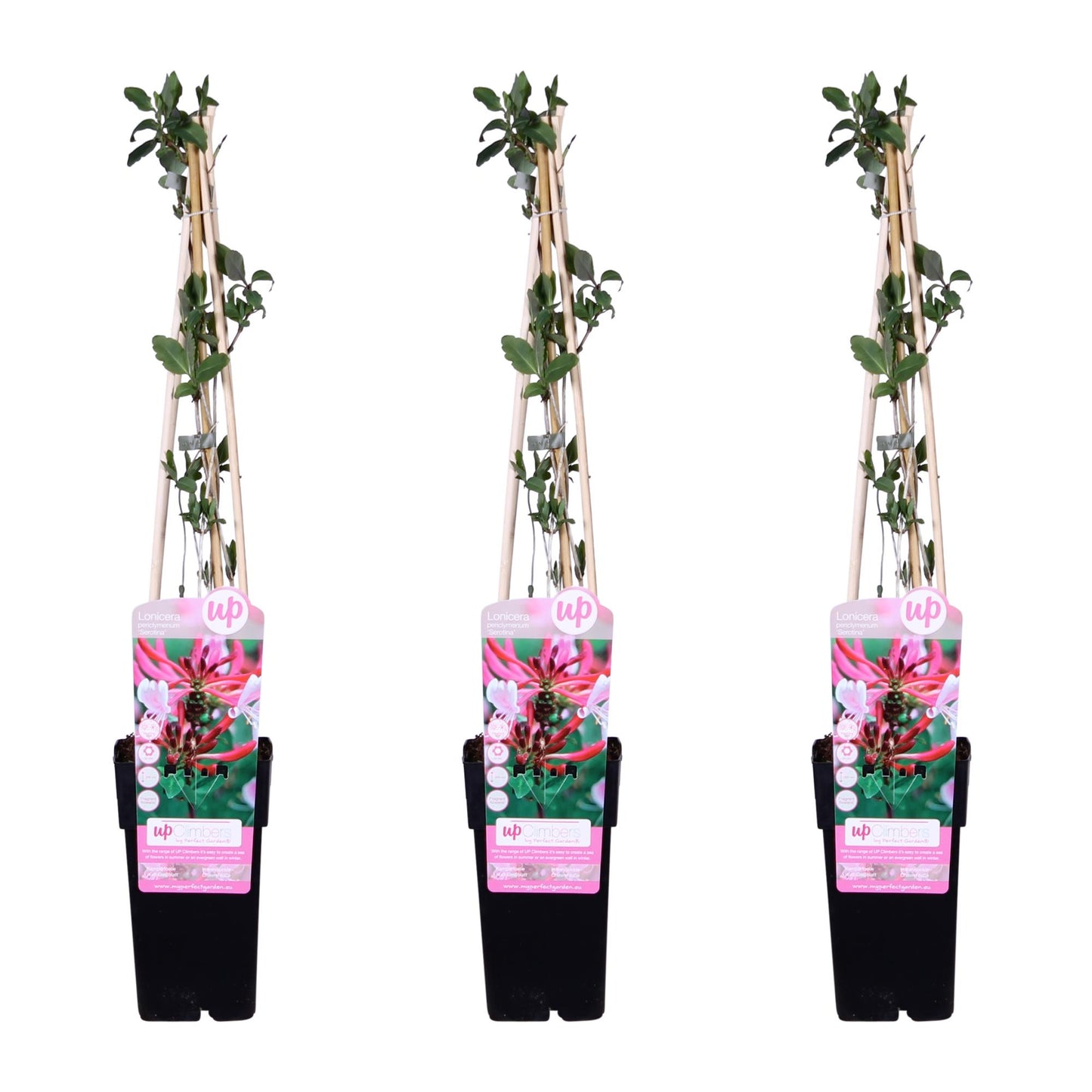 3x Geißblatt (Lonicera periclymenum 'Serotina') Ø15cm, ca. 65cm hoch