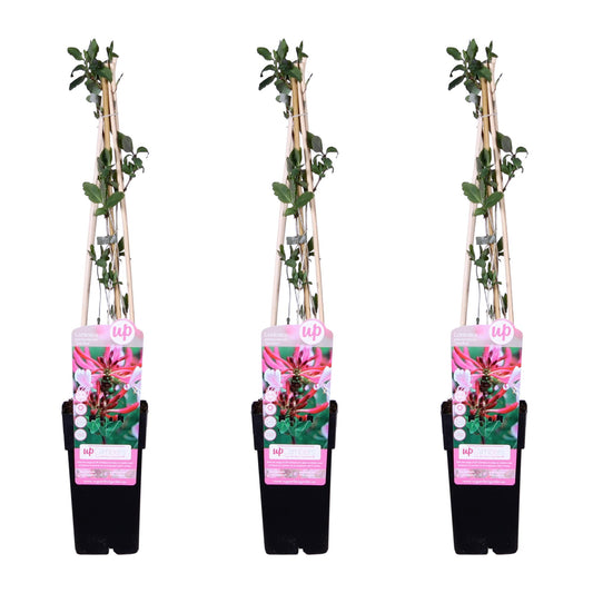 3x Geißblatt (Lonicera periclymenum 'Serotina') Ø15cm, ca. 65cm hoch