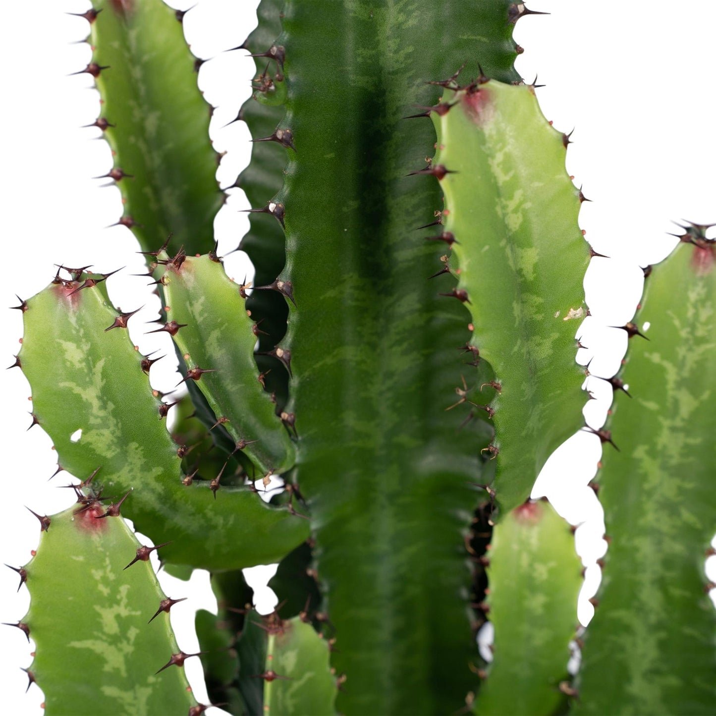 Euphorbia Acrurensis – Robuste Exotische Sukkulente Ø24cm