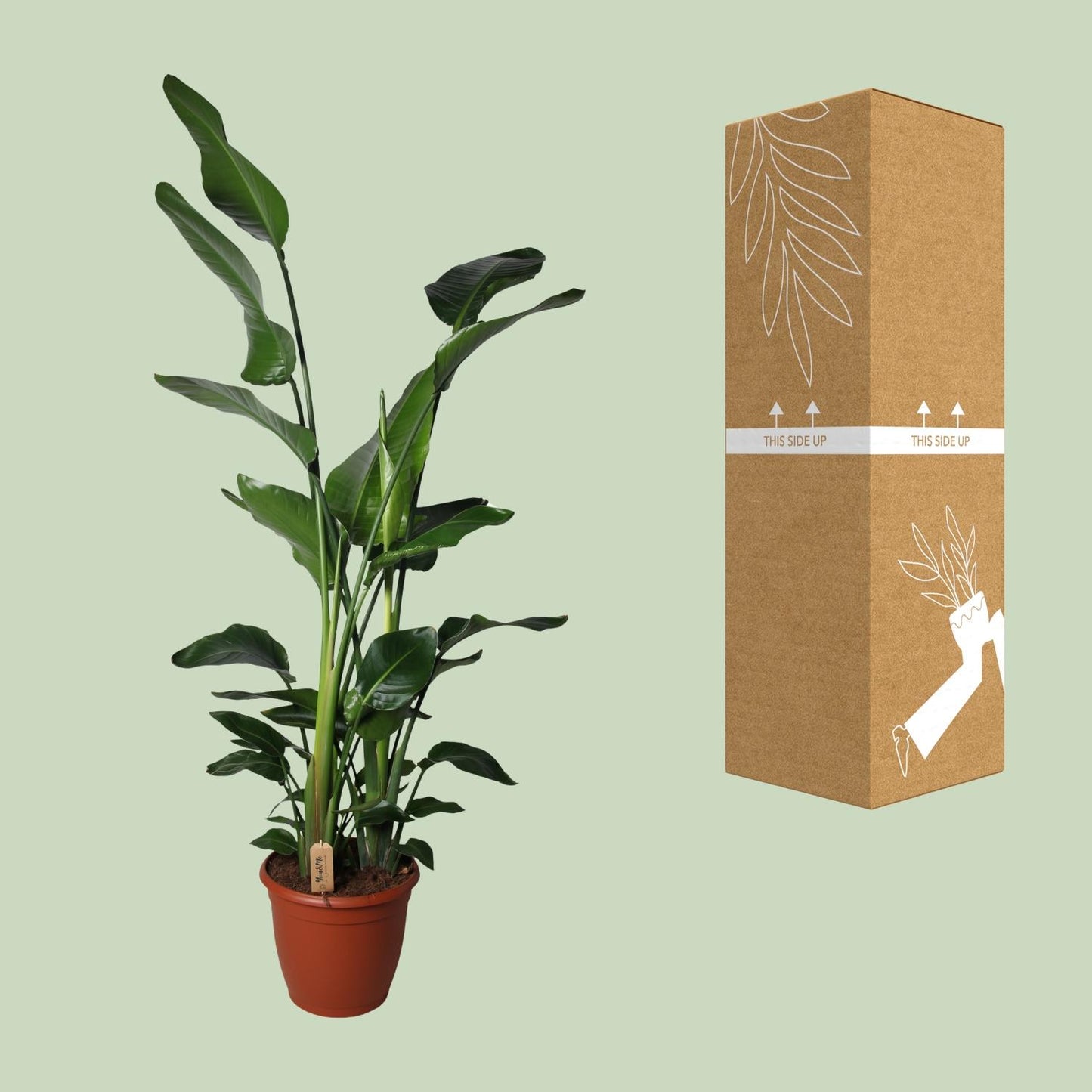 Strelitzia Nicolai – Exotische Paradiesvogelblume Ø36cm, 170cm