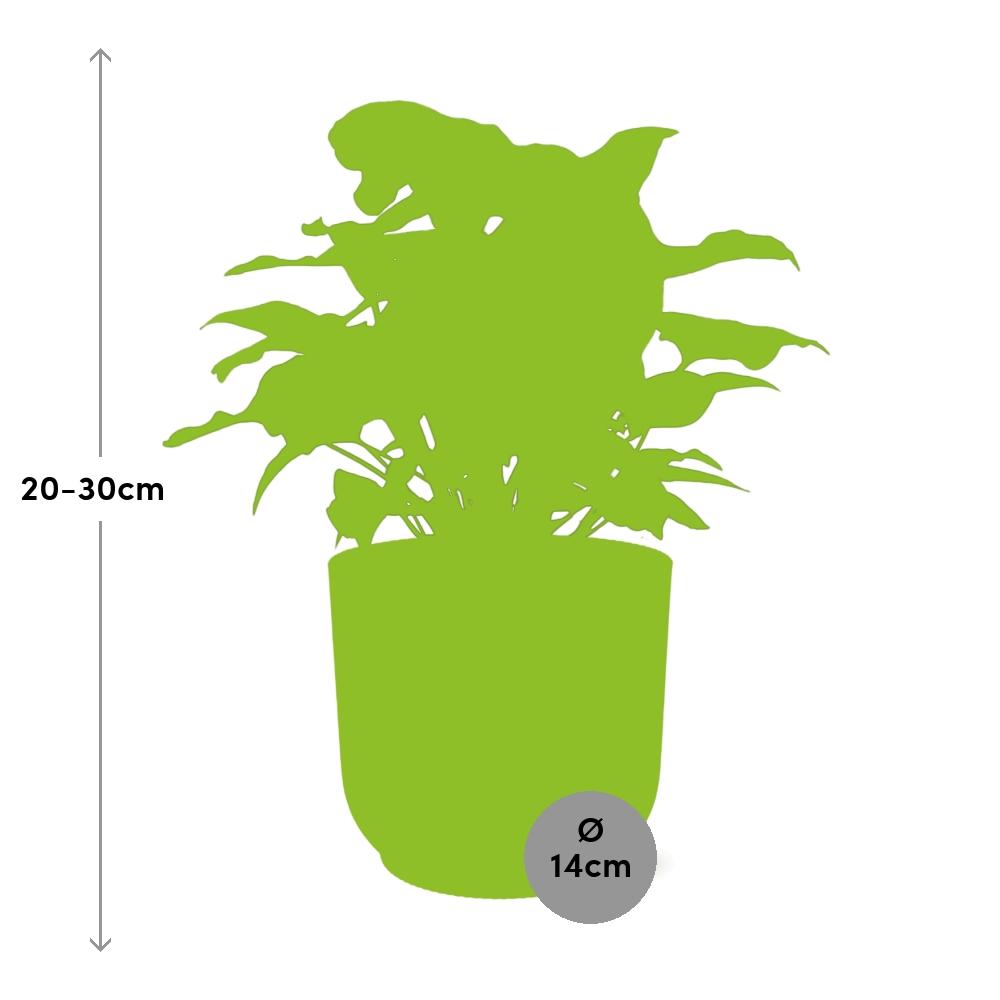 Syngonium Arrow in ELHO Vibes Fold 14cm Gelb – Pflegeleichte Zimmerpflanze