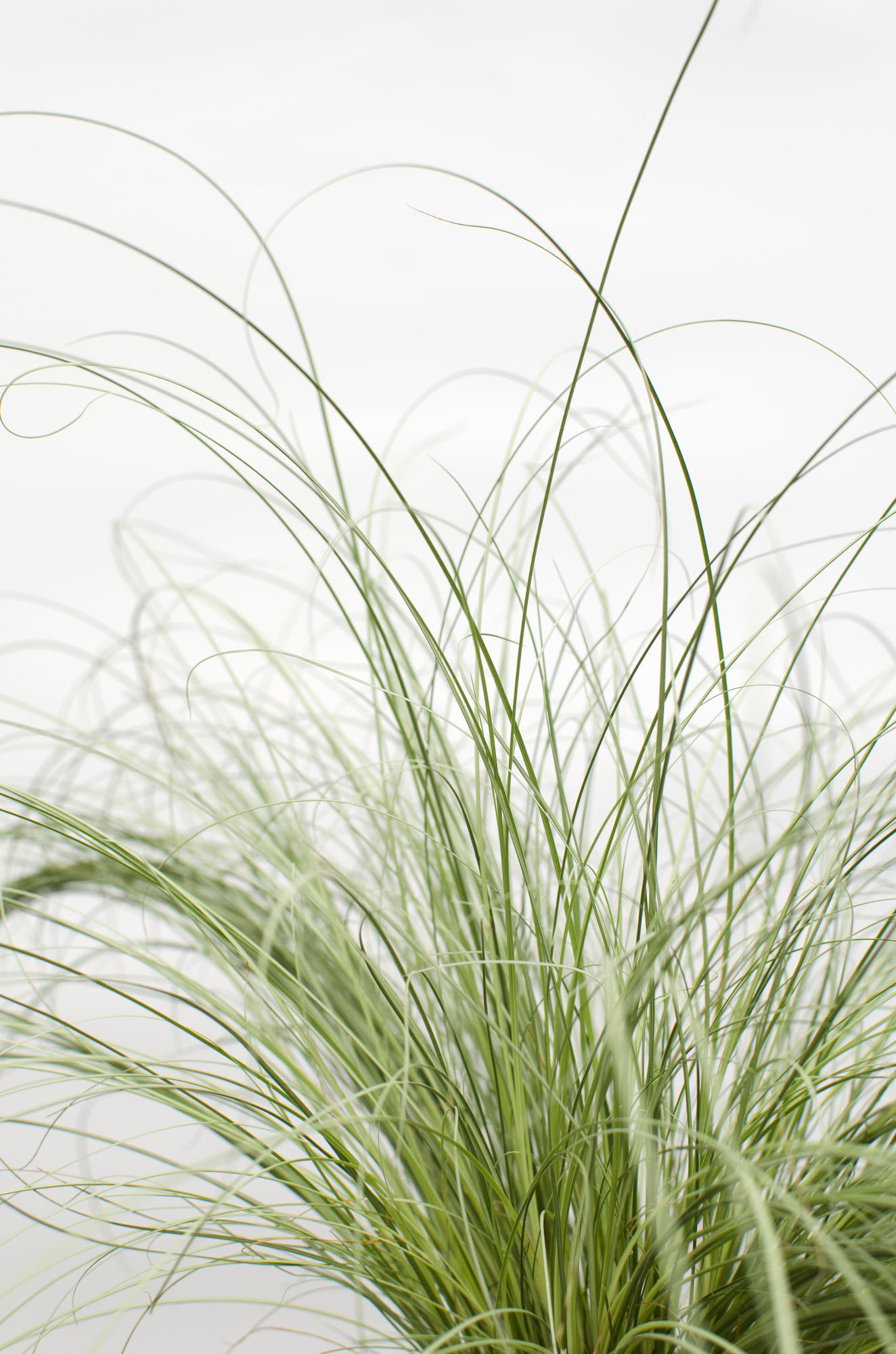 3x Carex comans 'Frosted Curls' Ø14cm – Immergrünes Ziergras Set