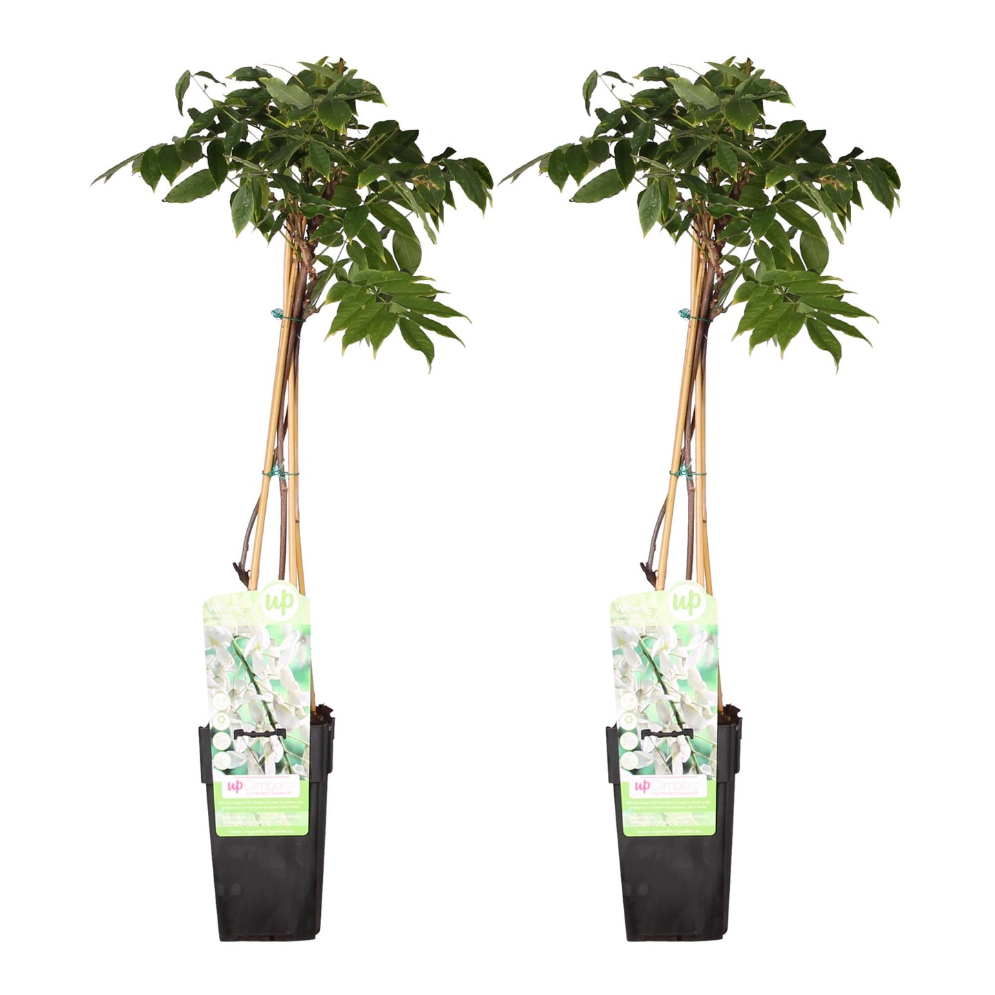 Wisteria floribunda 'Longissima Alba' – Weißer Regen Kletterpflanze