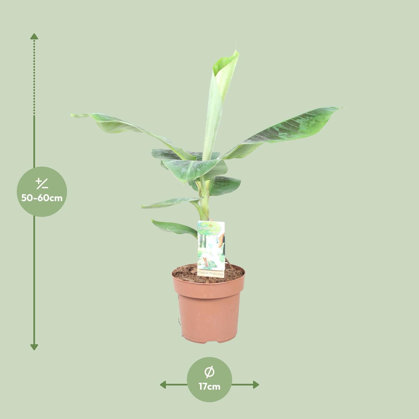 Musa Dwarf Cavendish – Kompakter Zwerg-Bananenbaum Ø17cm