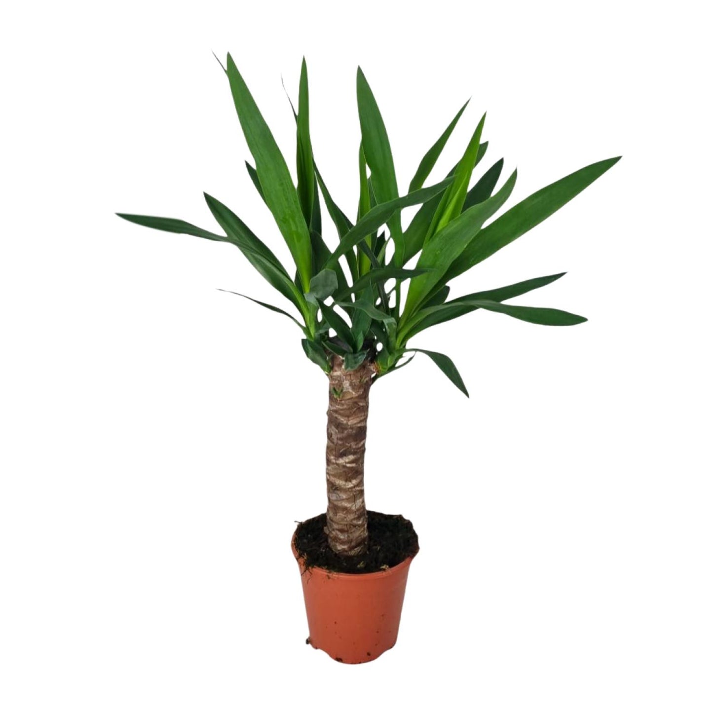 Yucca Zimmerpflanze – Ø14cm Topf, ca. 60cm hoch