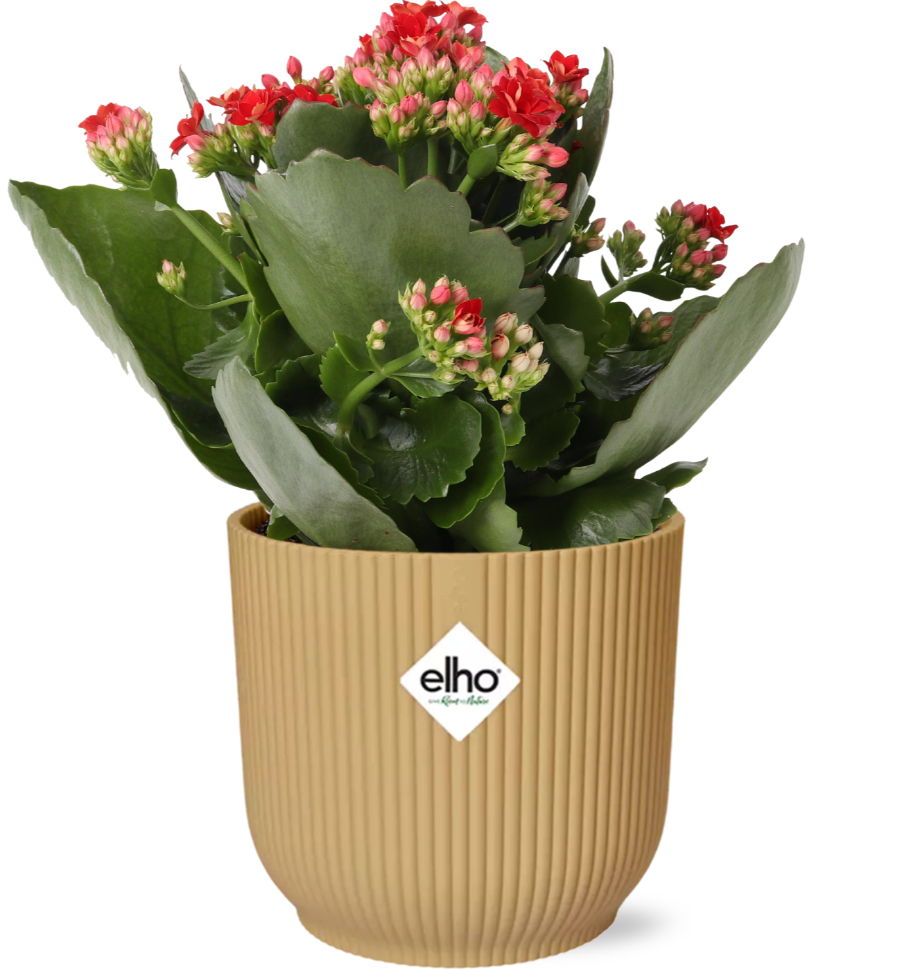 Kalanchoe Rosalina – Rote Glücksblume im gelben Topf