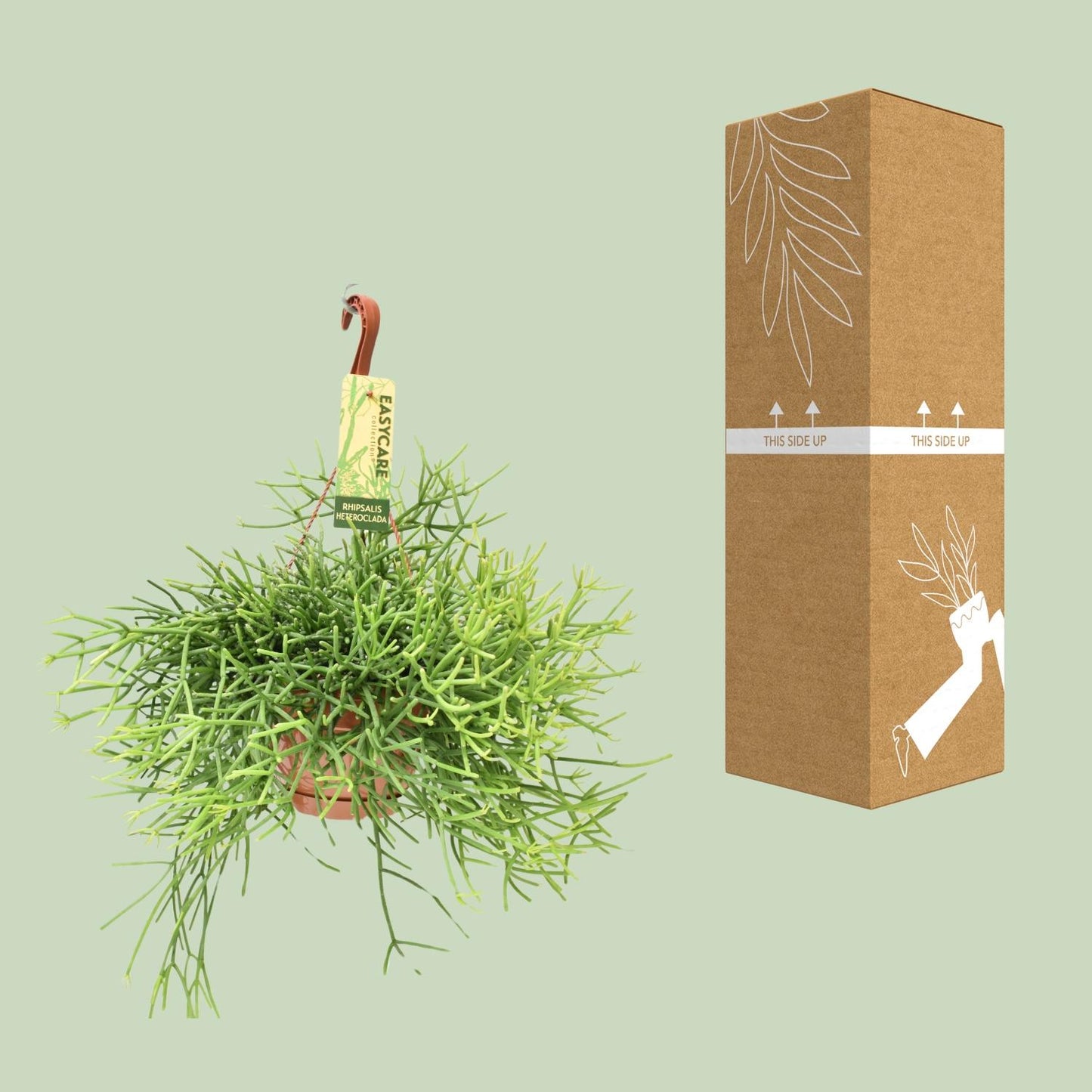 Rhipsalis Heteroclada – Pflegeleichte hängende Zimmerpflanze