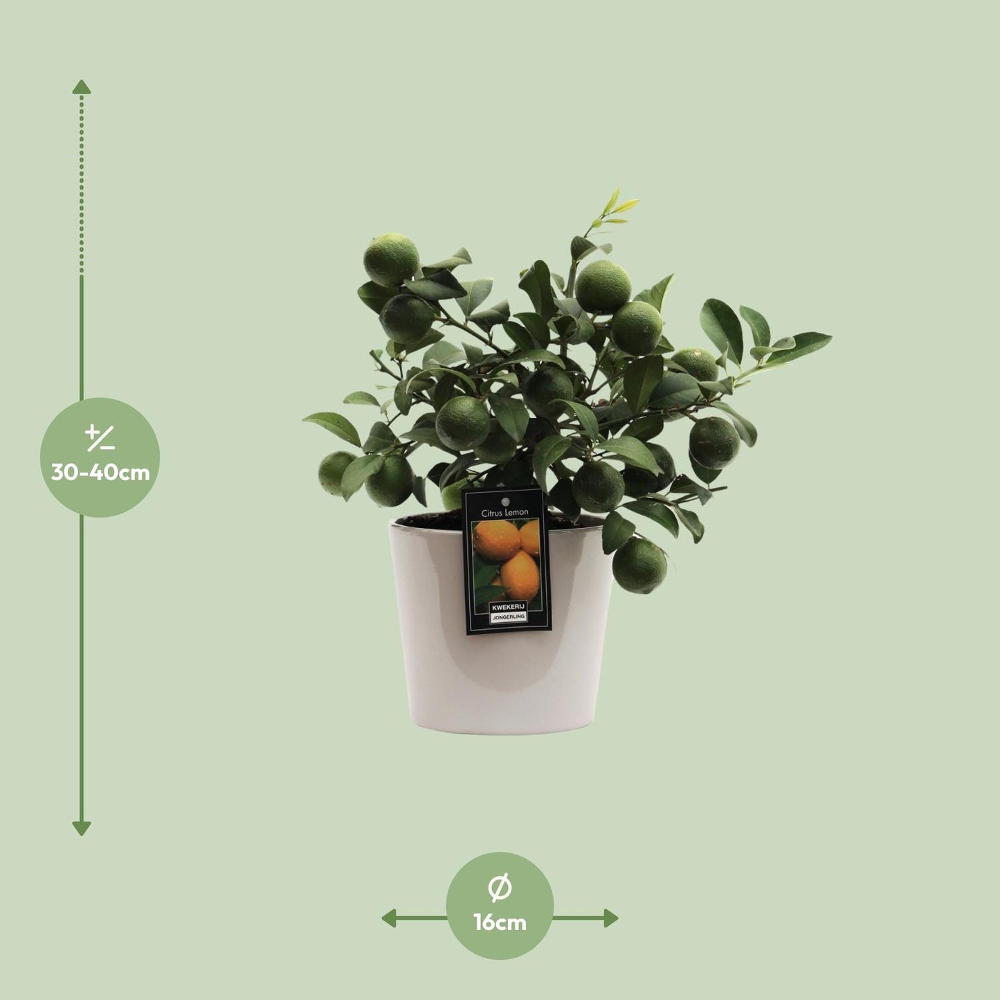 Citruspflanze Lemon im Keramiktopf Ø16cm, 45cm hoch