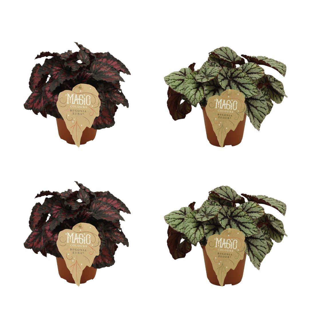 4er-Set Begonia Rex – Farbintensive Zimmerpflanzen Ø12cm