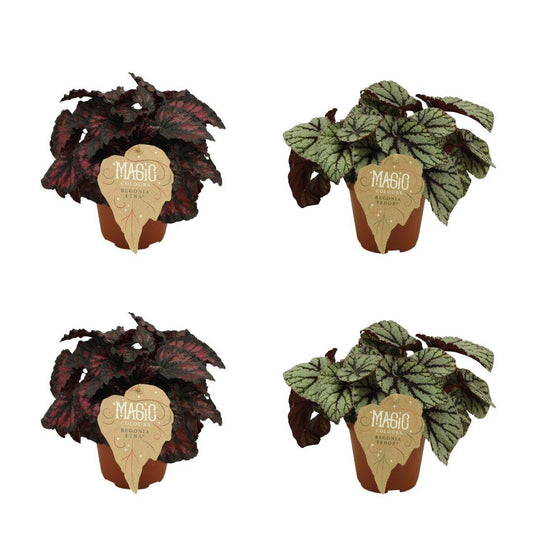 4er-Set Begonia Rex – Farbintensive Zimmerpflanzen Ø12cm