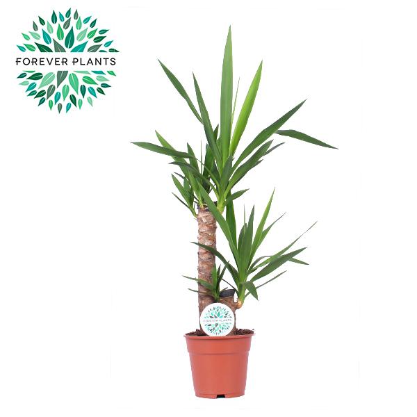 Yucca Zimmerpflanze – Ø17 cm, Höhe ca. 85 cm