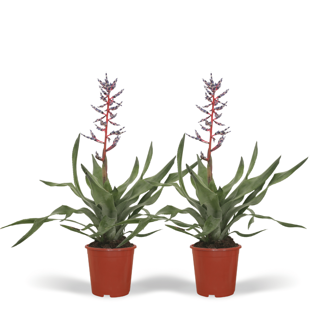 2x Aechmea Blue Rain – Pflegeleichte Tube Bromelie 45cm