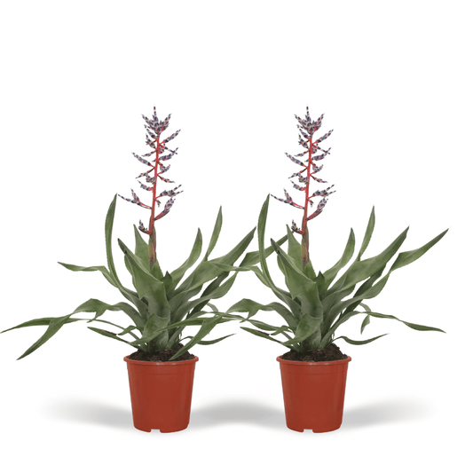 2x Aechmea Blue Rain – Pflegeleichte Tube Bromelie 45cm