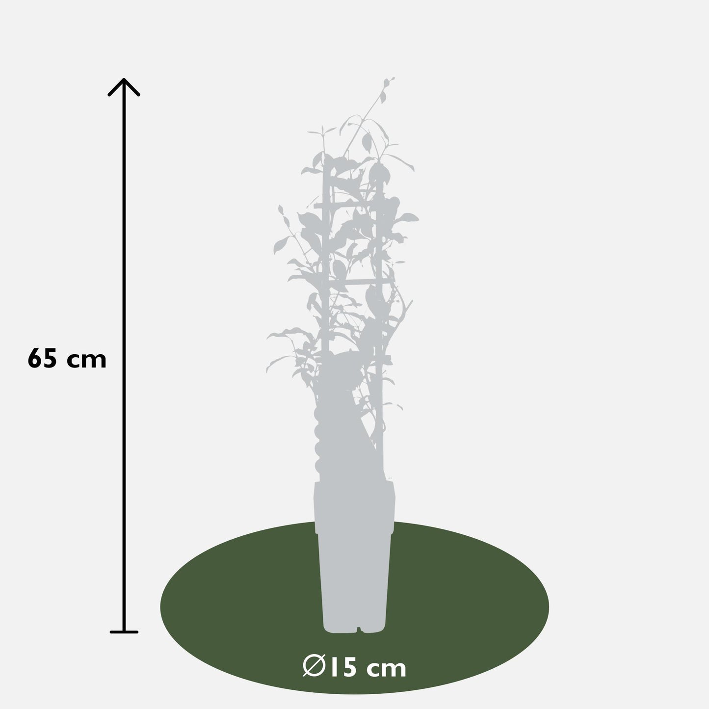 2x Trachelospermum 'Star of Ibiza' – Duftende Kletterpflanze Ø15cm