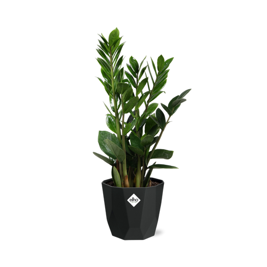 Zamioculcas (ZZ-Pflanze) – 45-50 cm in 14 cm Topf, b.for rock living black