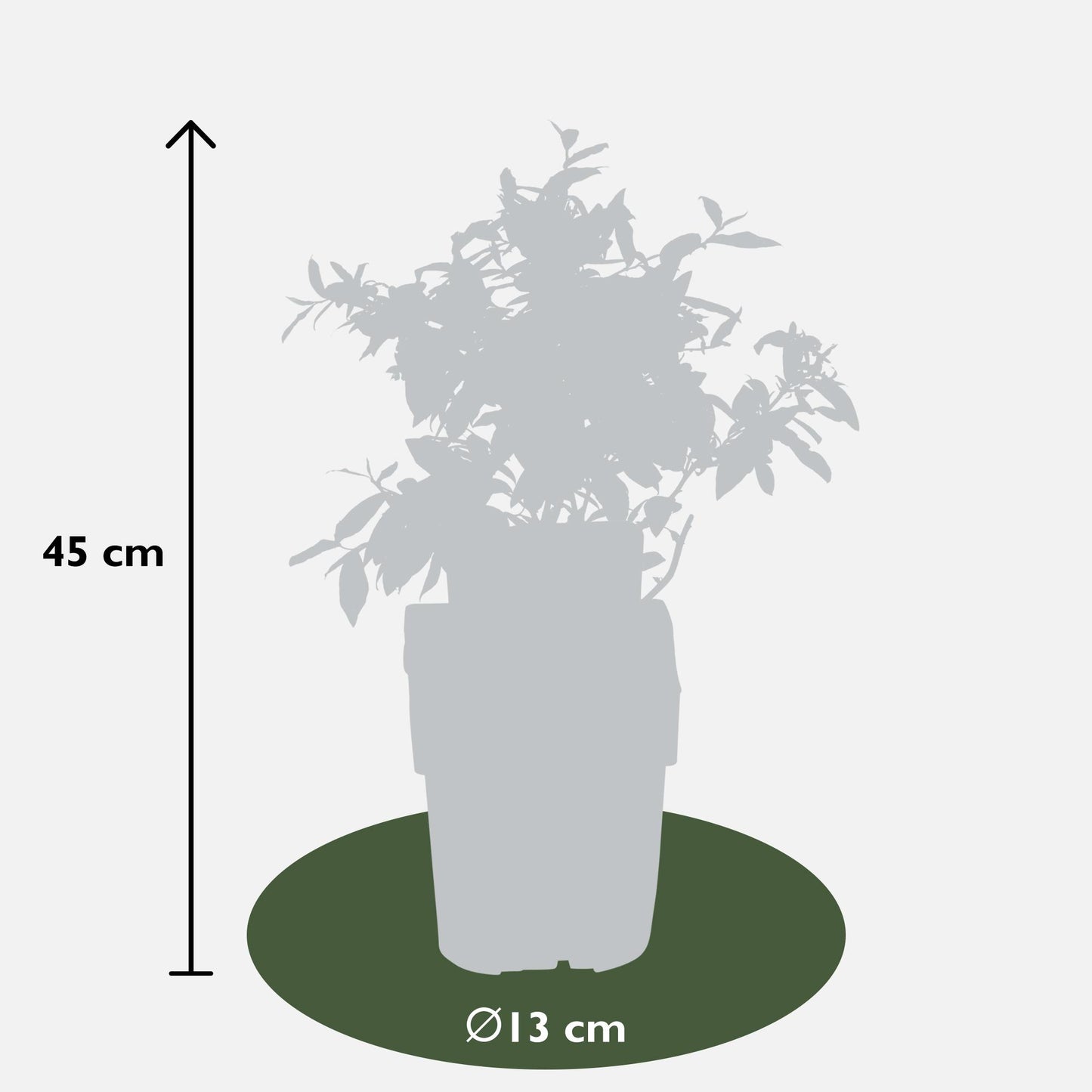 6er-Set Heidelbeerstrauch Vaccinium corymbosum Ø13cm, ca. 45cm hoch