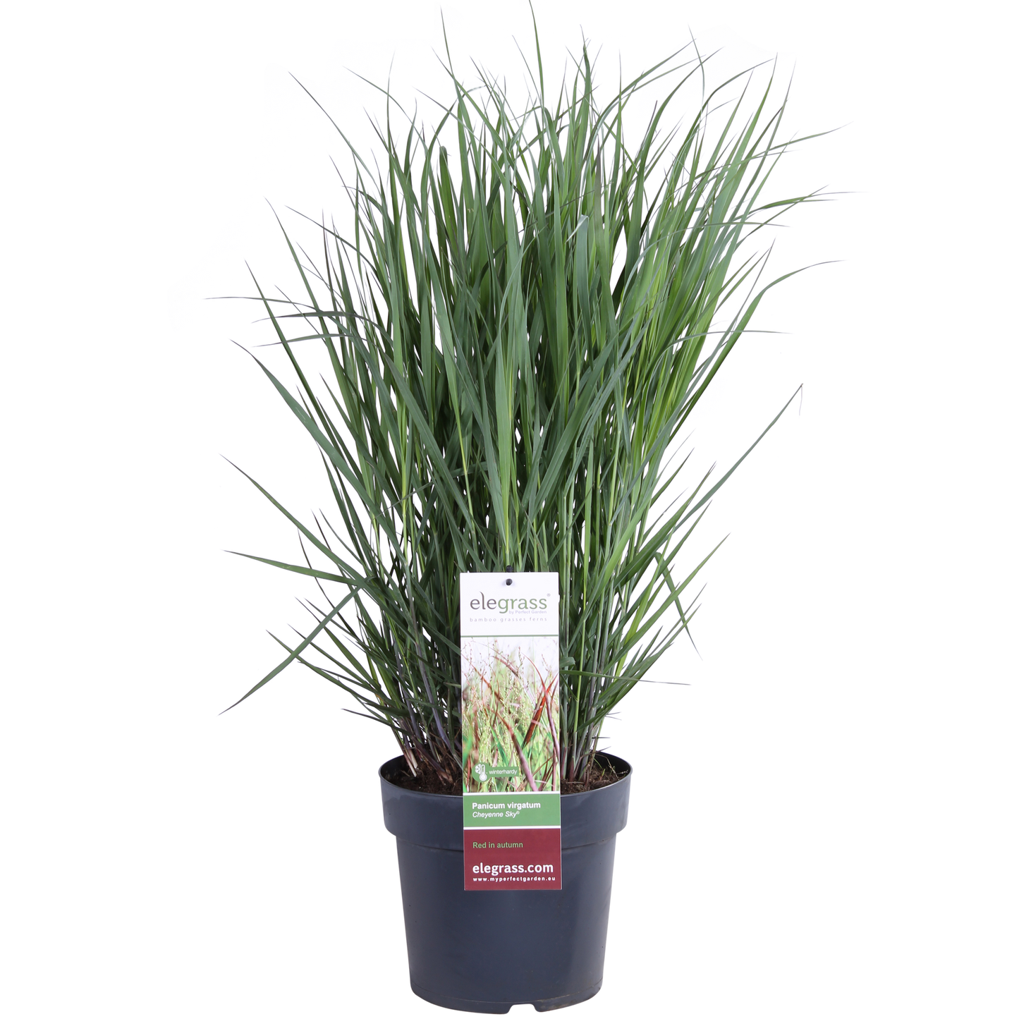 Panicum virgatum Cheyenne Sky – Kompaktes Ziergras Ø23cm