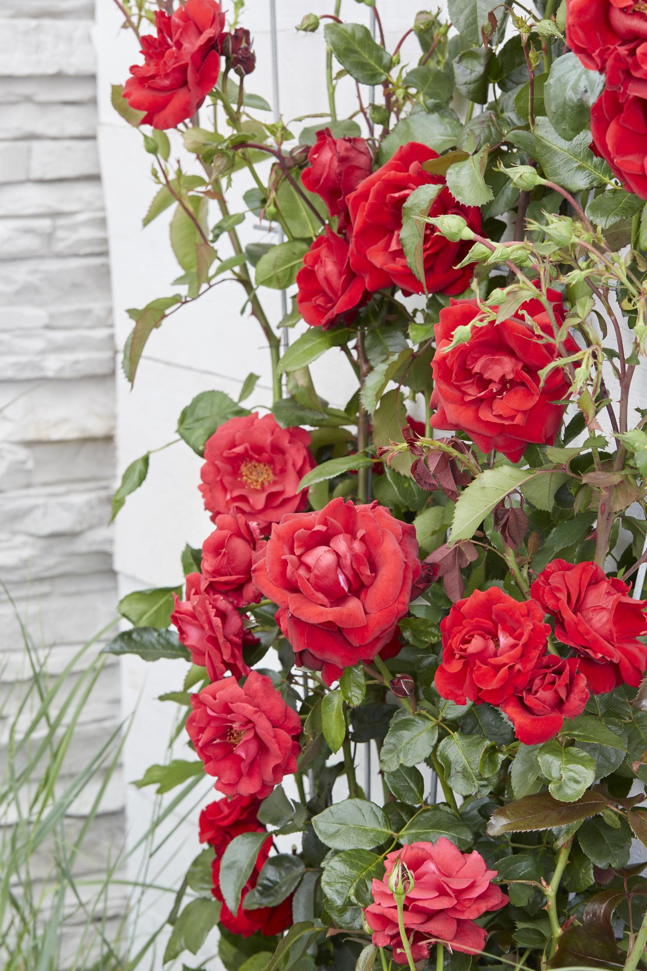 3x Rosa Crazy in Love 'Red' – Lebendige Duftrose Ø15cm, 65cm Höhe