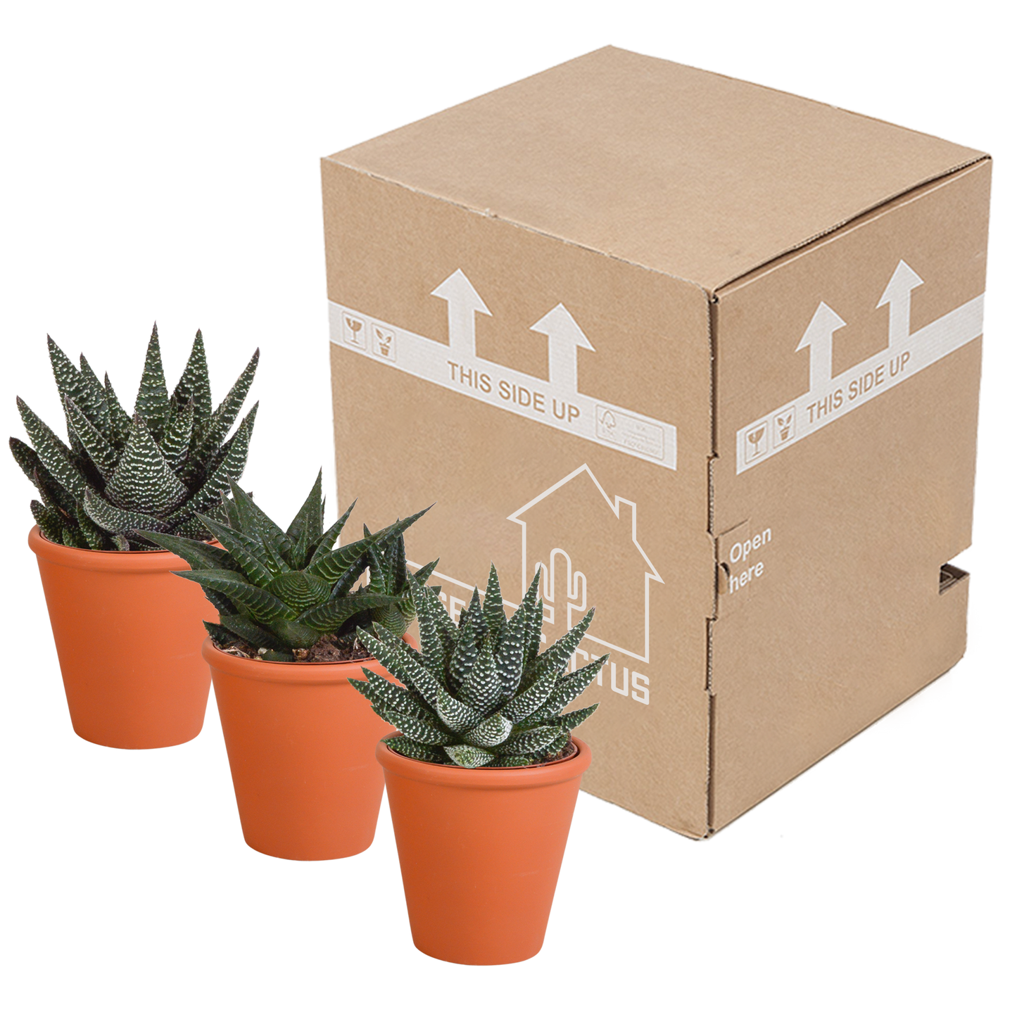 Gasteria & Haworthia Sukkulenten-Mix im Terrakotta-Topf