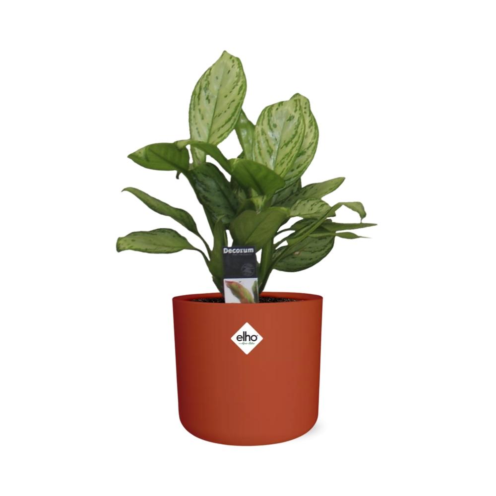 Aglaonema Christina – Luftreinigende Zimmerpflanze im ELHO b.for soft Rond 14cm Brique