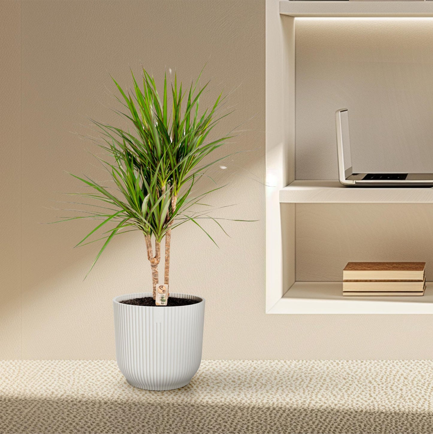 Dracaena Marginata – Pflegeleichter Drachenbaum Ø17cm, 90cm hoch