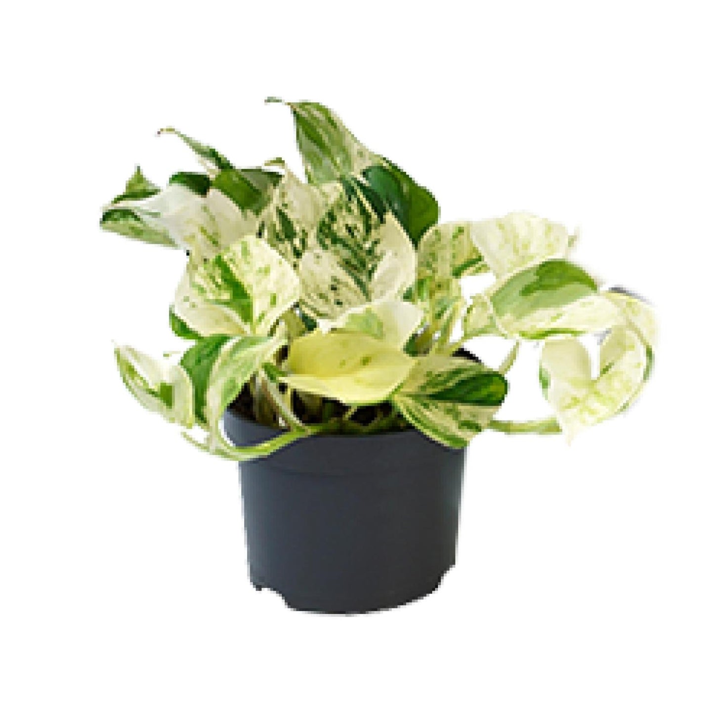 Epipremnum Happy Leaf – Pflegeleichte Zimmerpflanze Ø12cm