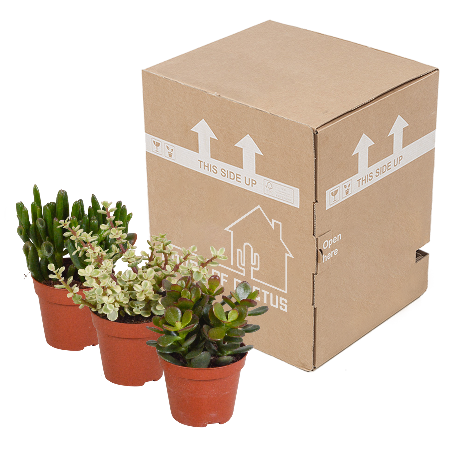 Crassula-Mix 3er Set – pflegeleichte Sukkulenten 8,5 cm