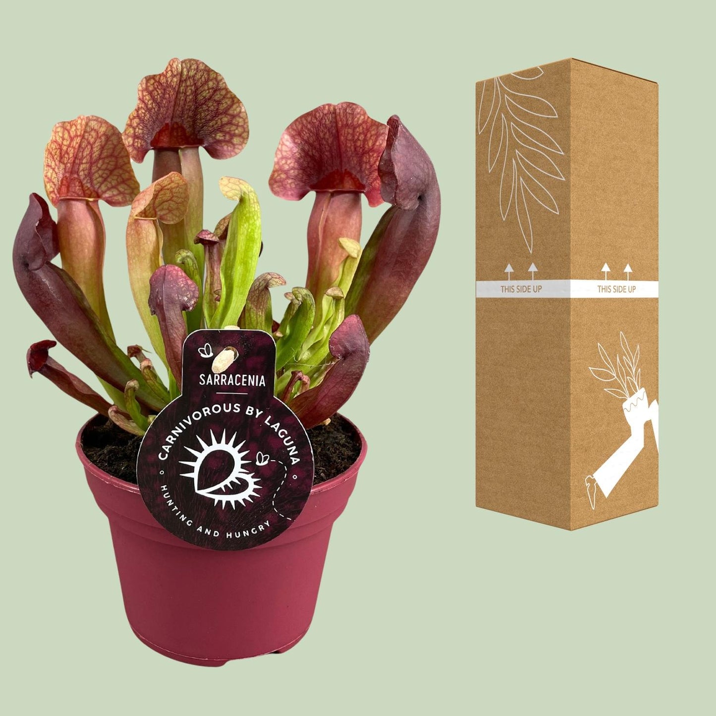 Sarracenia Catesbaei – Pflegeleichte Kannenpflanze Ø12cm