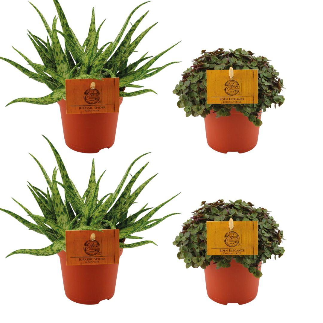 4er Set pflegeleichte Aloe Spider & Callisia Turtle Ø10,5cm