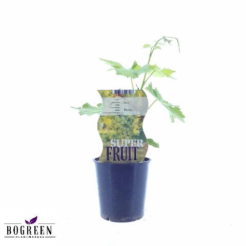 Vitis Bianca – Weiße Traube im Ø12cm Topf