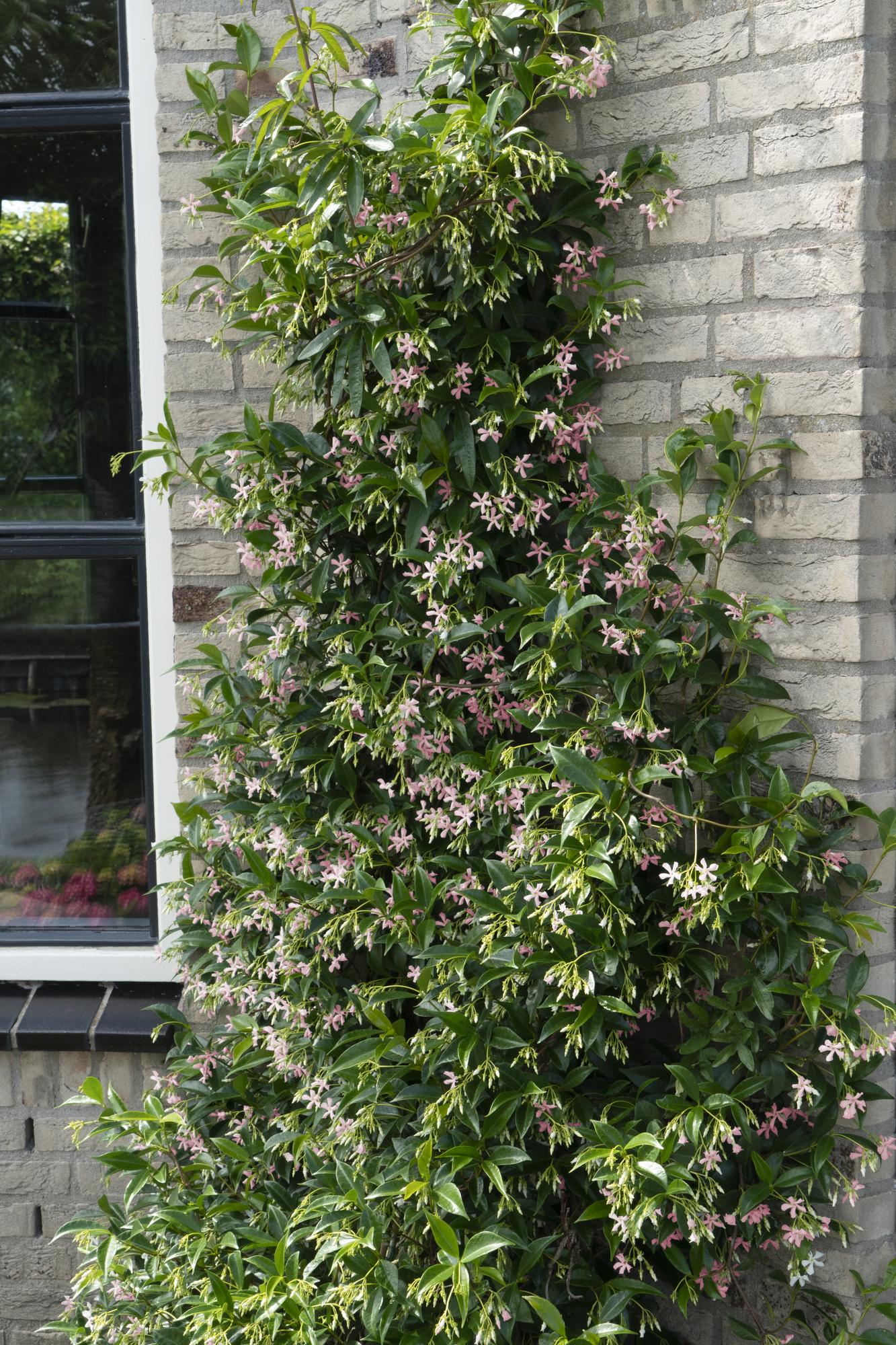 Trachelospermum 'Star of Ibiza' – Toskanischer Jasmin Rosa Ø15cm