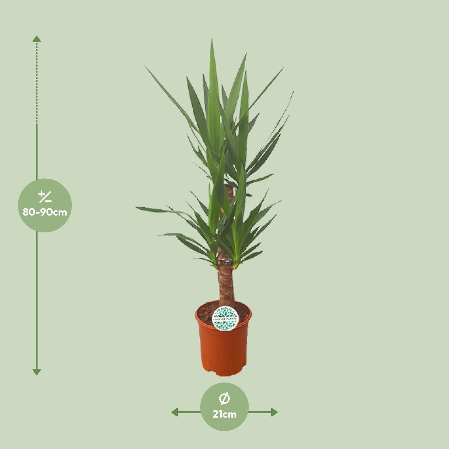 Yucca – Pflegeleichte Zimmer- und Gartenpflanze Ø21cm
