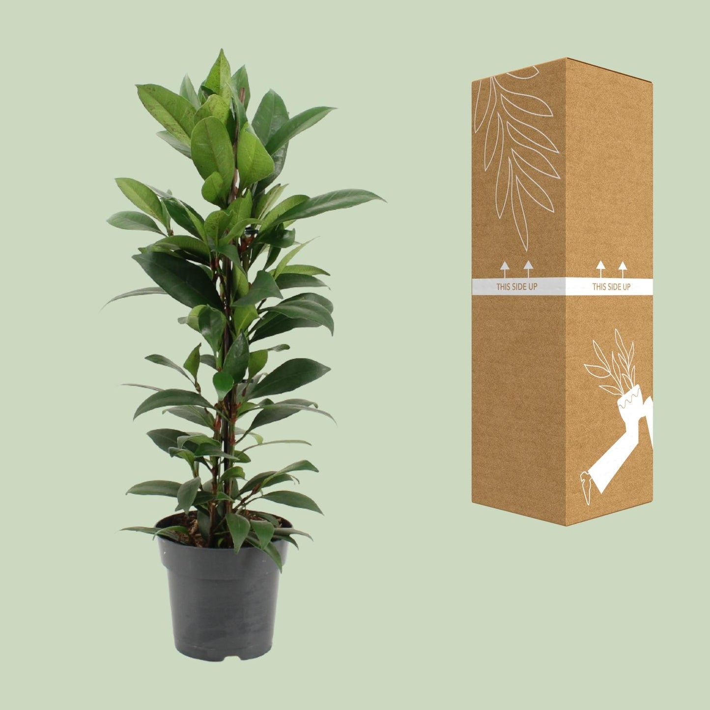 Ficus Cyathistipula – Pflegeleichter Zimmerficus Ø17cm